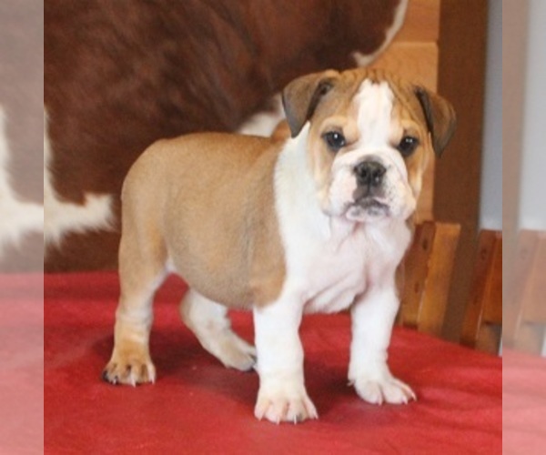 Medium Photo #2 English Bulldog Puppy For Sale in MARSHFIELD, MO, USA