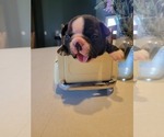 Small #1 Boston Terrier