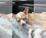 Small #4 Chihuahua