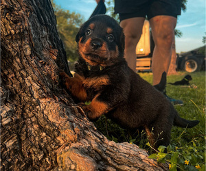 Rottweiler Puppy for sale in HIGHLANDS, TX, USA