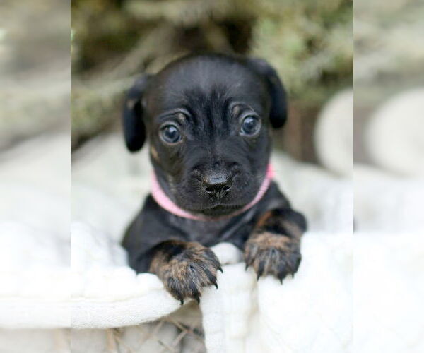 Medium Photo #6 Chi-Poo (Miniature) Puppy For Sale in Corona, CA, USA