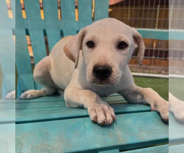 Medium Photo #1 Labrador Retriever-Unknown Mix Puppy For Sale in San Diego, CA, USA