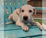 Small Labrador Retriever Mix