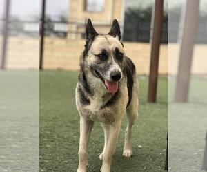 German Shepherd Dog-Unknown Mix Dogs for adoption in Rockwall, TX, USA