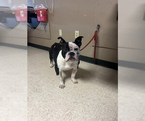 American Bulldog-Unknown Mix Dogs for adoption in Conroe, TX, USA