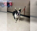 Small American Bulldog Mix