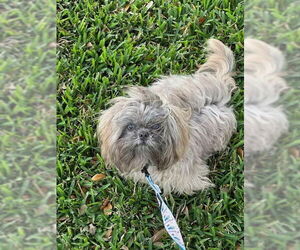 Shih Tzu Dogs for adoption in Eustis, FL, USA
