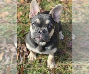 French Bulldog Puppy for sale in STOCKBRIDGE, GA, USA