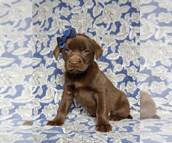 Medium Photo #1 Labrador Retriever Puppy For Sale in HOLTWOOD, PA, USA