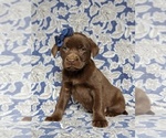 Small Photo #1 Labrador Retriever Puppy For Sale in HOLTWOOD, PA, USA