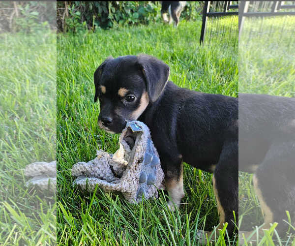Medium Photo #1 Pug-Unknown Mix Puppy For Sale in MIDWAY, UT, USA