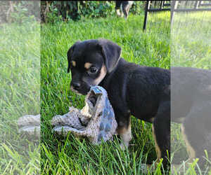 Pug-Unknown Mix Dogs for adoption in MIDWAY, UT, USA