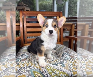 Pembroke Welsh Corgi Puppy for sale in NOBLESVILLE, IN, USA