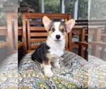 Beckham - Male Pembroke Welsh Corgi Puppy for Sale - Small photo