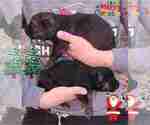 Small Photo #8 German Shepherd Dog Puppy For Sale in KANSAS CITY, MO, USA