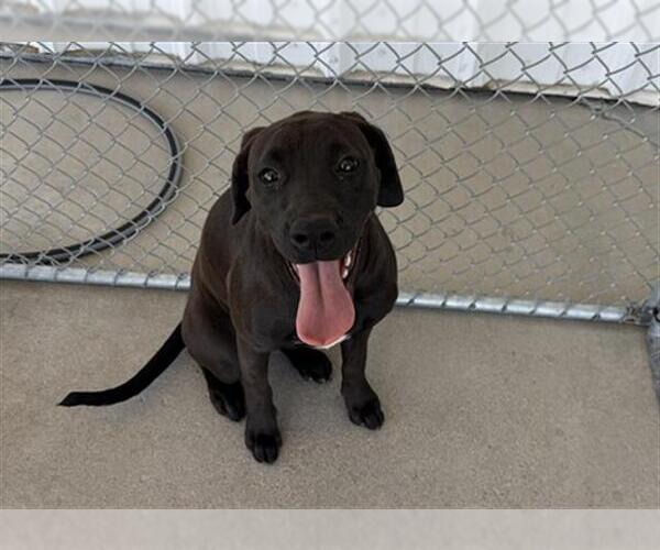 Medium Photo #1 Boxador Puppy For Sale in Bakersfield, CA, USA