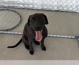 Boxador Dogs for adoption in Bakersfield, CA, USA