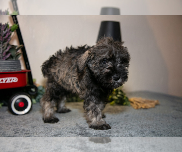 Medium Photo #3 Schnauzer (Miniature) Puppy For Sale in SHILOH, OH, USA