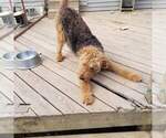 Small Photo #8 Airedale Terrier Puppy For Sale in STEEDMAN, MO, USA