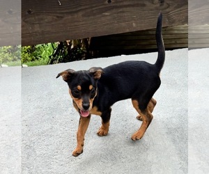 Chihuahua-Unknown Mix Dogs for adoption in Virginia Beach, VA, USA