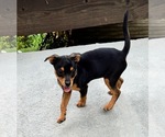 Small Chihuahua Mix
