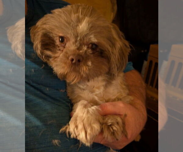 Medium Photo #1 Shih Tzu-Unknown Mix Puppy For Sale in Grafton, WI, USA