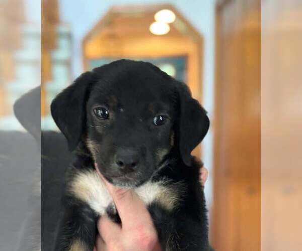 Medium Photo #2 Mutt Puppy For Sale in Glen Haven, WI, USA