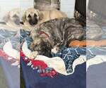 Small #1 Anatolian Shepherd Mix