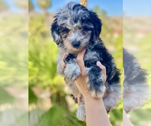 Poodle (Miniature) Puppy for sale in DESERT HOT SPRINGS, CA, USA