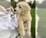 Small Photo #13 Goldendoodle Puppy For Sale in SOUTHBURY, CT, USA