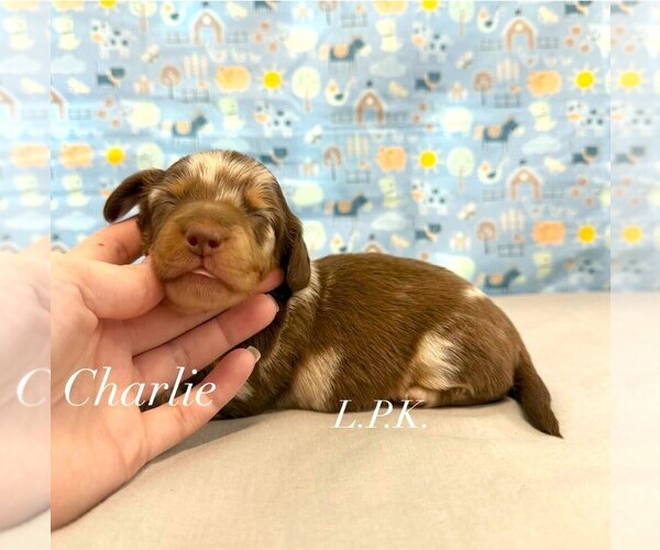 Medium Photo #1 Dachshund Puppy For Sale in WINNSBORO, LA, USA