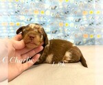 Image preview for Ad Listing. Nickname: mini charlie