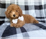Image preview for Ad Listing. Nickname: Bolt