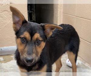 Gerberian Shepsky Dogs for adoption in Ojai, CA, USA