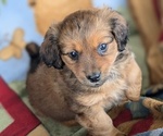 Puppy Yogi American Eskimo Dog-Dachshund Mix
