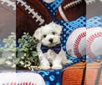 Small Photo #4 Maltese Puppy For Sale in QUARRYVILLE, PA, USA