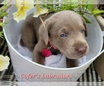 Small Photo #24 Labrador Retriever Puppy For Sale in HARLEM, GA, USA