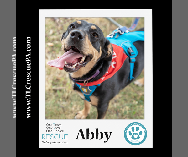 Medium Photo #26 Mutt Puppy For Sale in Kimberton, PA, USA