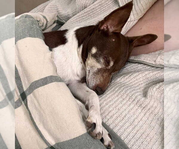 Medium Photo #12 Foxy Rat Terrier Puppy For Sale in Minneapolis, MN, USA