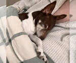 Small #11 Foxy Rat Terrier