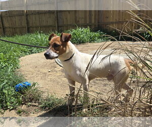 American Staffordshire Terrier-Feist Terrier Mix Dogs for adoption in Jackson, MS, USA
