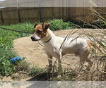 Small American Staffordshire Terrier-Feist Terrier Mix