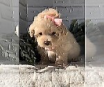 Small #4 Maltipoo