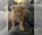 Puppy TJ Shiranian