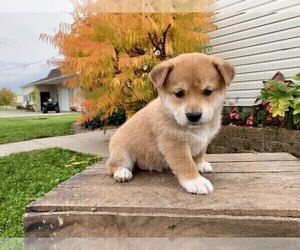 Jack Russell Terrier-Shiba Inu Mix Puppy for sale in SHILOH, OH, USA