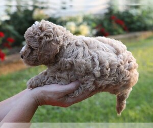 Cavapoo-Poodle (Miniature) Mix Puppy for sale in GOSHEN, IN, USA