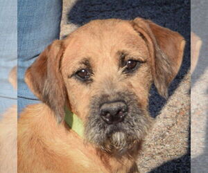 Medium Mutt