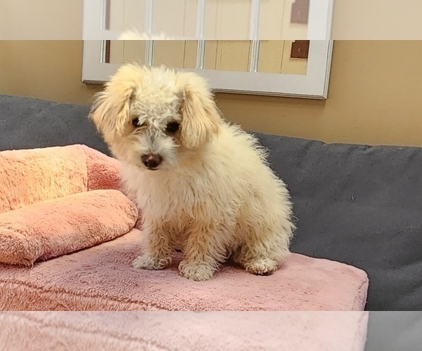 Medium Photo #2 Maltipoo (Miniature)-Poodle (Miniature) Mix Puppy For Sale in WEST SACRAMENTO, CA, USA