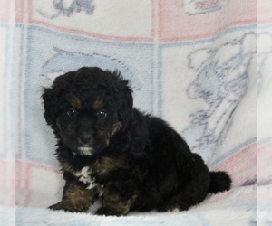 Bernedoodle (Miniature) Puppy for sale in FREDERICKSBURG, OH, USA