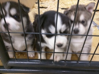 Siberian Husky Puppy for sale in MARION, SD, USA
